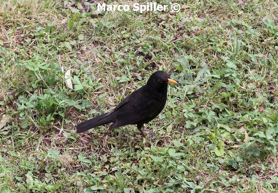 Turdus merula